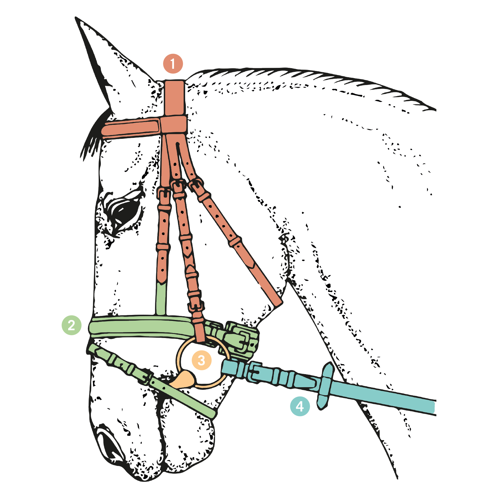 Das Trensen-ABC – Weißt Du, aus welchen Teilen Dein Zaumzeug besteht ...