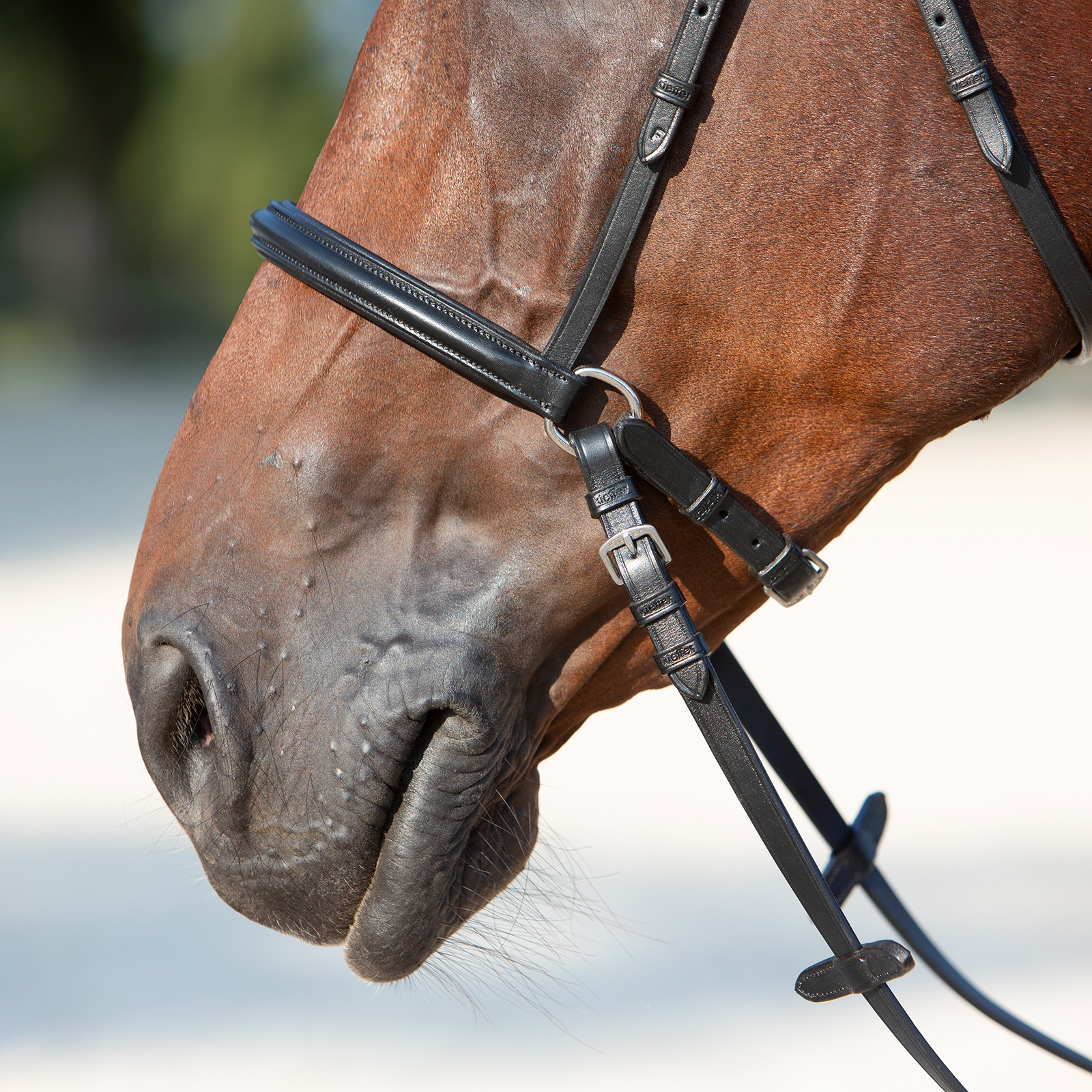 Equine Dental Speculum Pferd Mund Knebel Edelstahl Leder